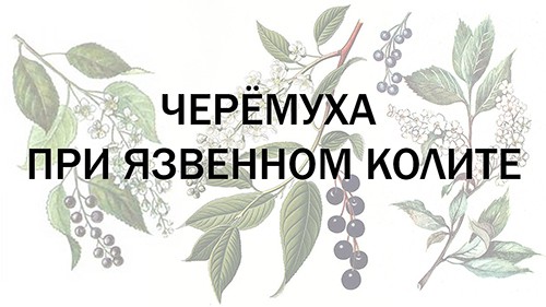 Черёмуха при язвенном колите