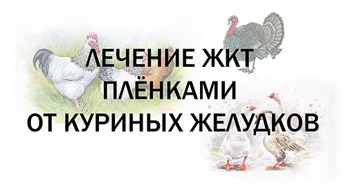 Лечение ЖКТ плёнками от куриных желудков