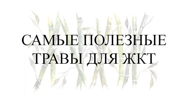 Самые полезные травы для ЖКТ