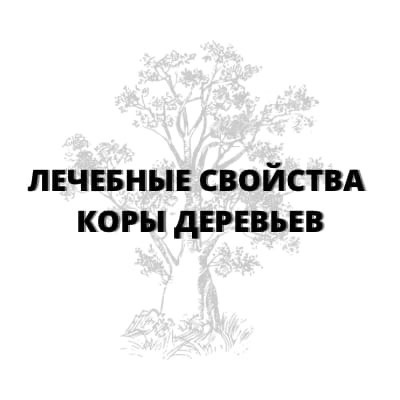 Лечебные свойства коры деревьев